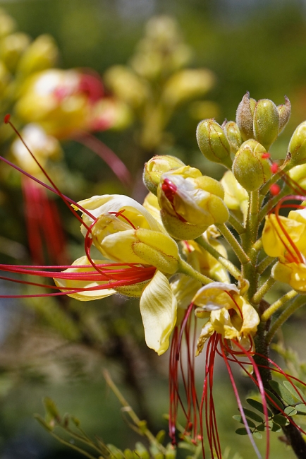 Jardin Botanique de la Bastide-002
